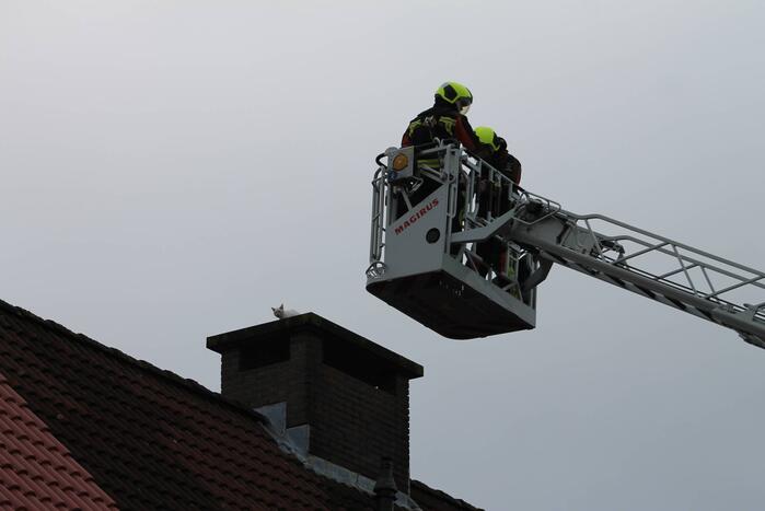 Kat vast op schoorsteen