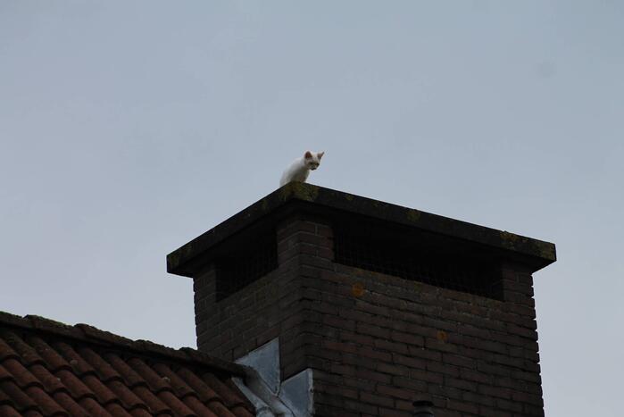 Kat vast op schoorsteen