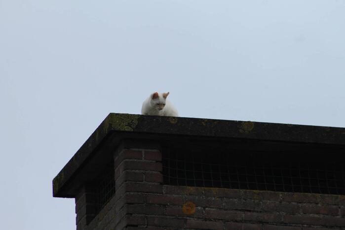Kat vast op schoorsteen