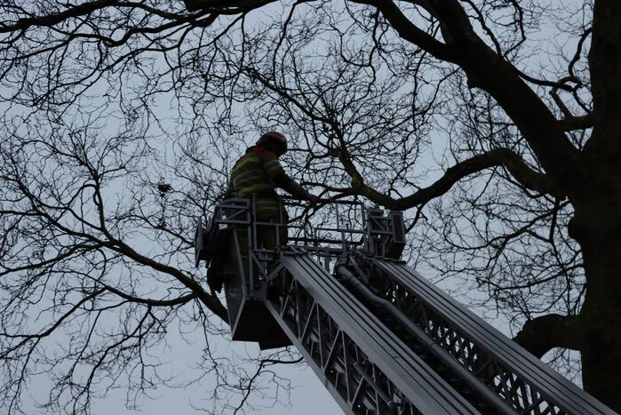 Gevaarlijke hangende tak verwijderd
