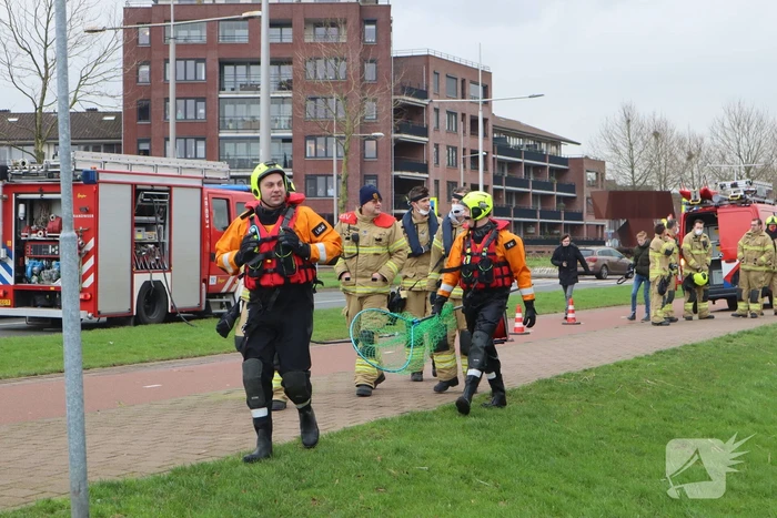 Zwaan met poot vast aan visdraad