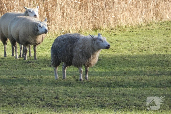 Brandweer redt schaap uit water