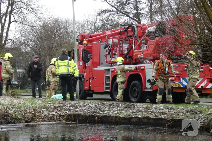 Brandweer redt uil uit boom