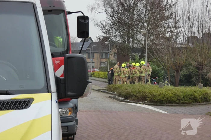 Brandweer redt uil uit boom