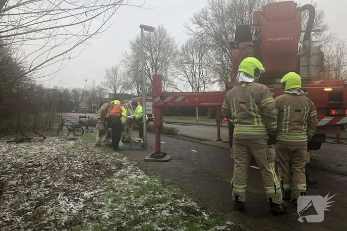 Brandweer redt uil uit boom