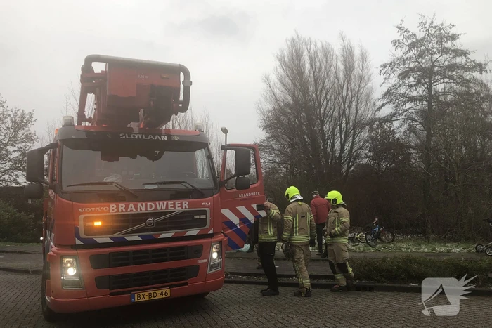 Brandweer redt uil uit boom