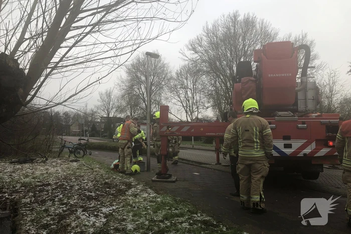 Brandweer redt uil uit boom