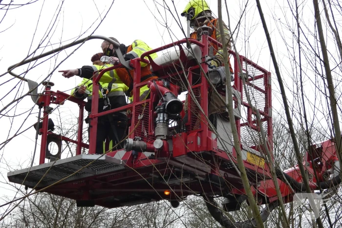 Brandweer redt uil uit boom