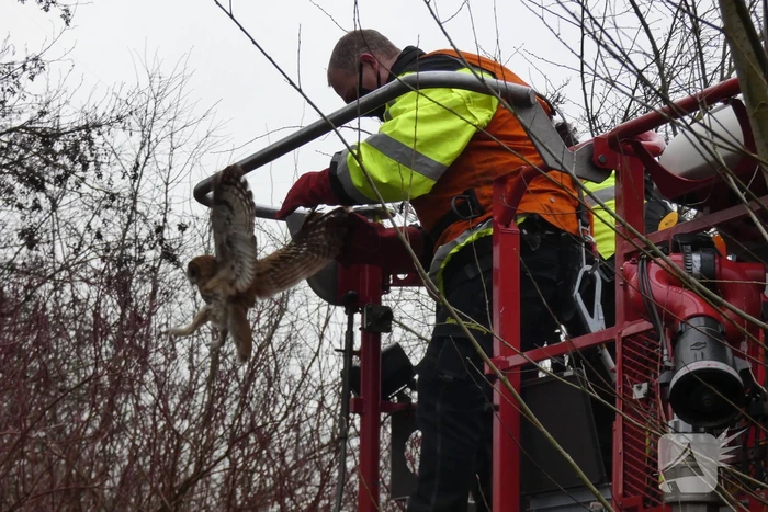 Brandweer redt uil uit boom
