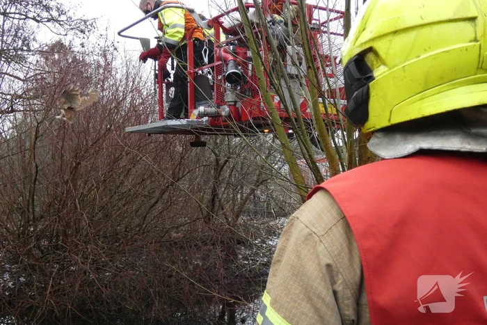 Brandweer redt uil uit boom