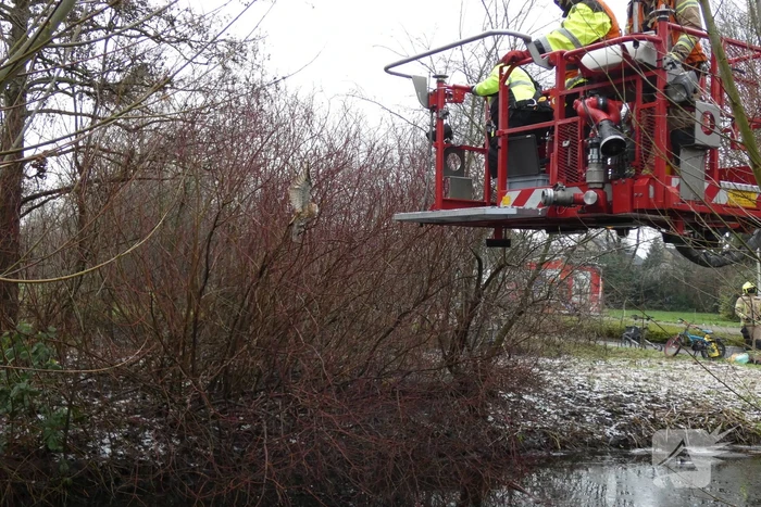 Brandweer redt uil uit boom