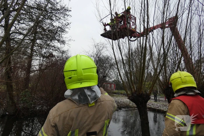 Brandweer redt uil uit boom