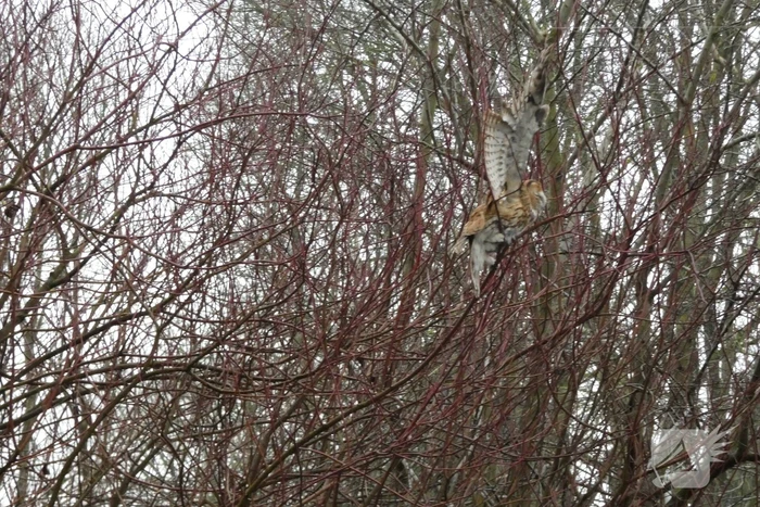 Brandweer redt uil uit boom