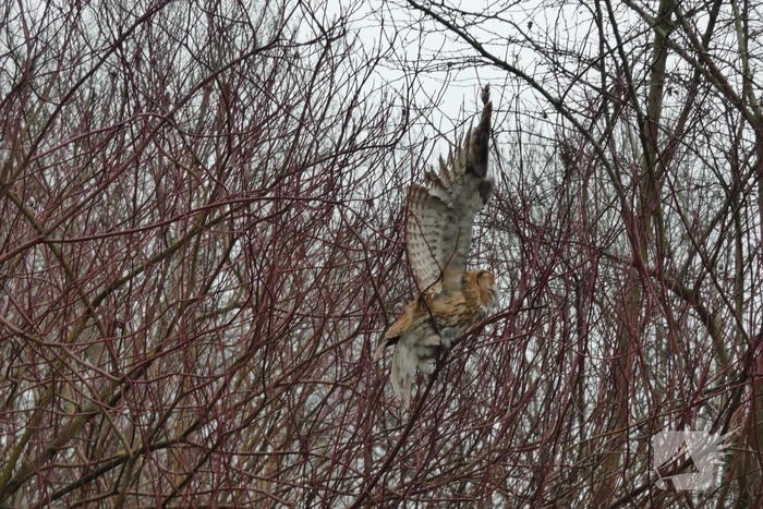 Brandweer redt uil uit boom