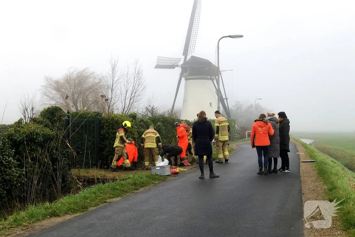 Paard valt in sloot