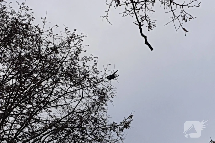 Brandweer haalt vast zittende vogel uit boom