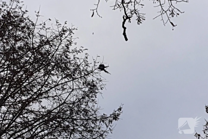 Brandweer haalt vast zittende vogel uit boom