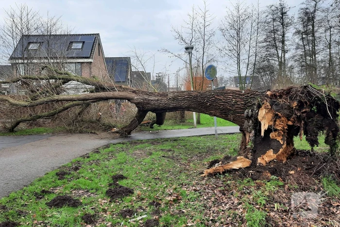natuur krilpad krimpen aan de lek