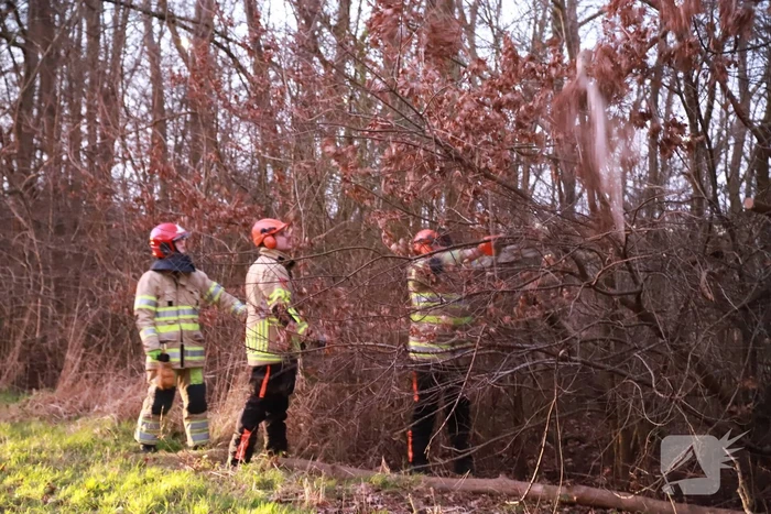 Brandweer verwijdert gevaarlijke tak boven de weg