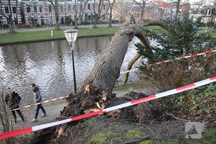 Stuk park afgezet nadat grote boom omwaait