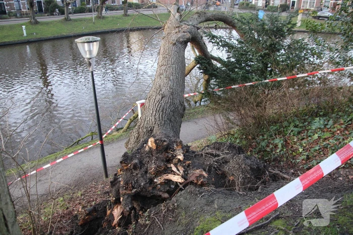 Stuk park afgezet nadat grote boom omwaait