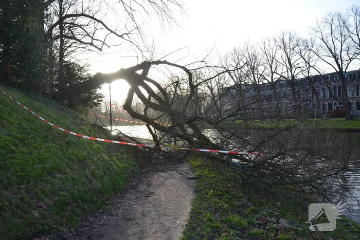 Stuk park afgezet nadat grote boom omwaait