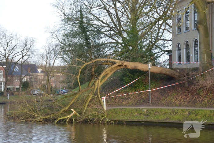 Stuk park afgezet nadat grote boom omwaait