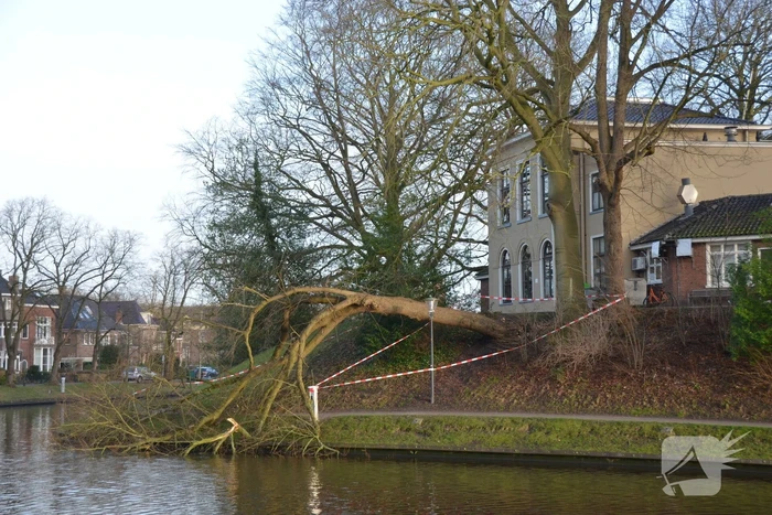 Stuk park afgezet nadat grote boom omwaait