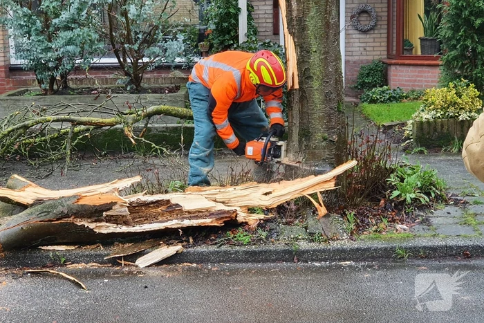 Takken boom afgebroken door harde wind
