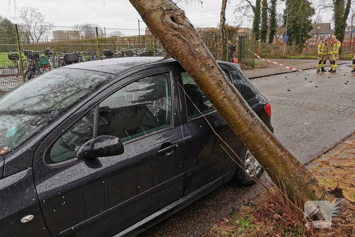 Omgewaaide boom belandt op auto