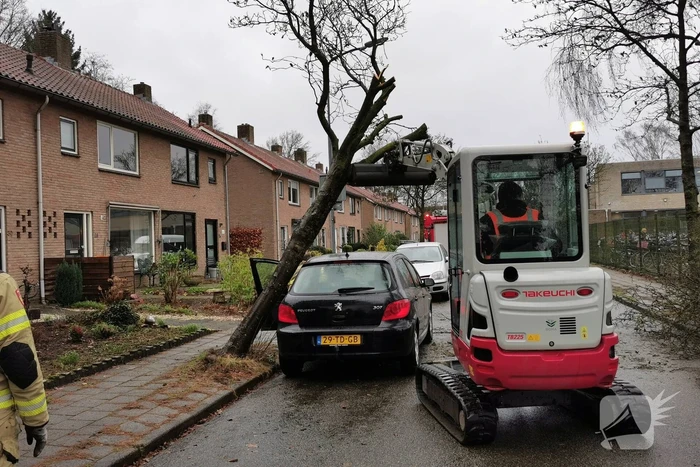 Omgewaaide boom belandt op auto