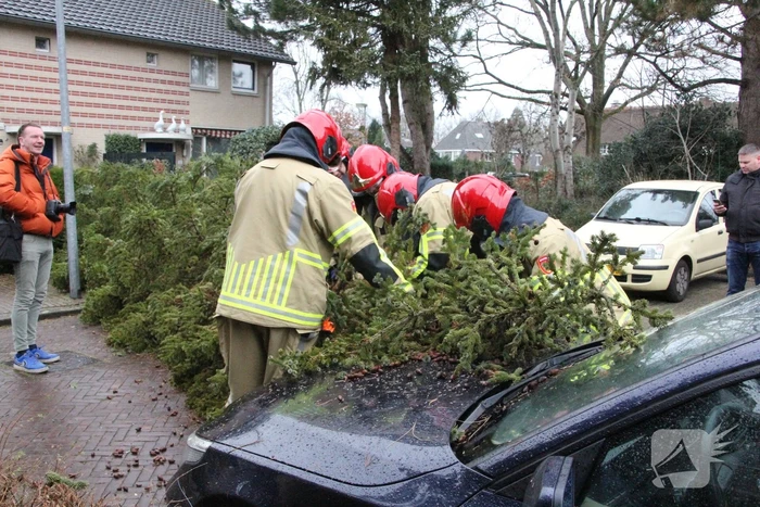 Flinke dennenboom valt op motorkap van auto