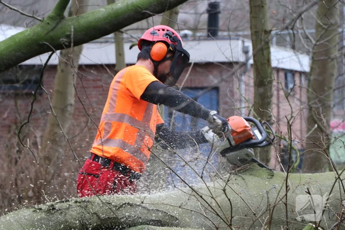 Omgevallen boom verspert fietspad Leidse Hout