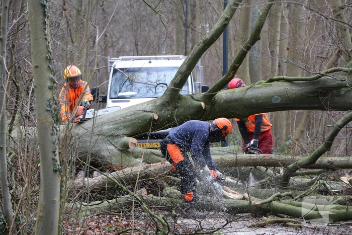 Omgevallen boom verspert fietspad Leidse Hout