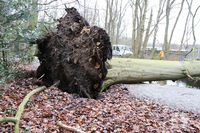 Omgevallen boom verspert fietspad Leidse Hout