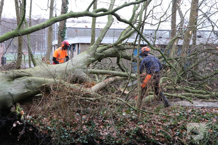 Omgevallen boom verspert fietspad Leidse Hout