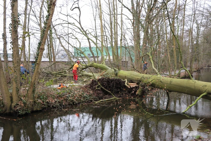 Omgevallen boom verspert fietspad Leidse Hout
