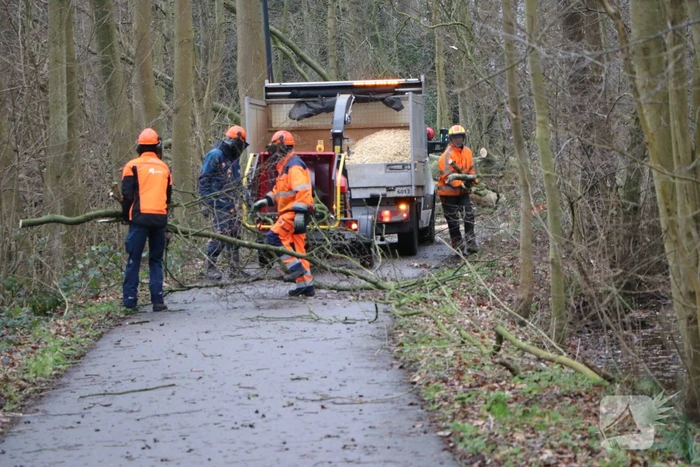 Omgevallen boom verspert fietspad Leidse Hout