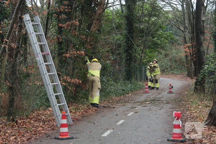 Boom hangt gevaarlijk over fietspad