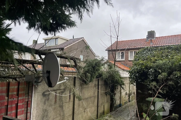 Conifeer boom belandt op schuur van buren