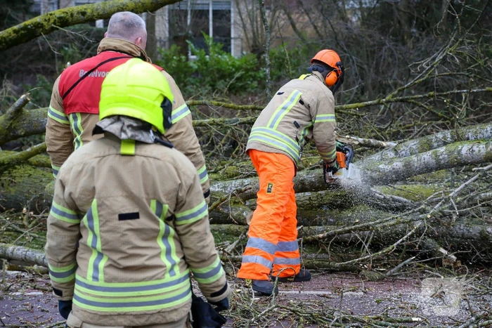 Brandweer zaagt omgevallen boom klein
