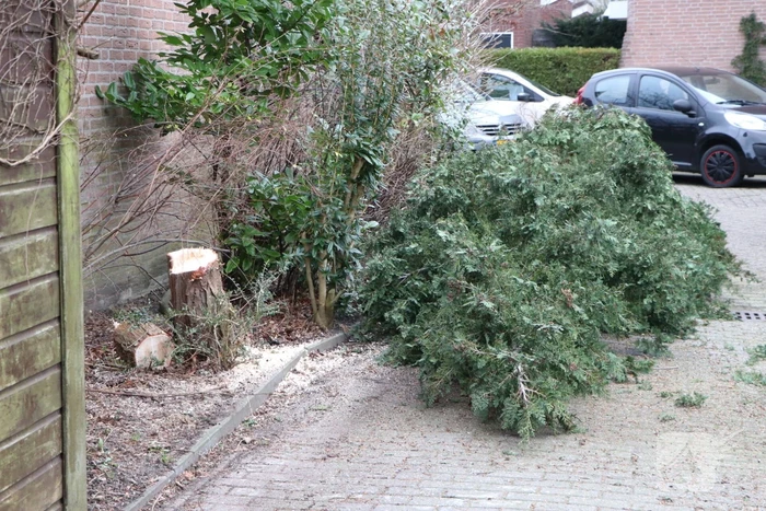 Brandweer zaagt omgewaaide boom in stukken