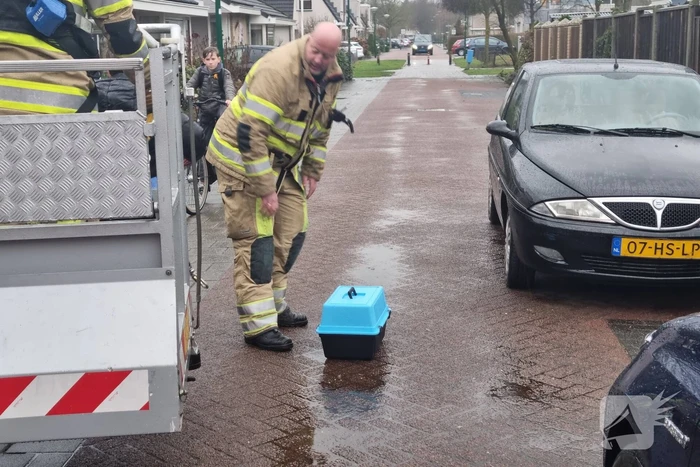 Baasje redt kat van het dak