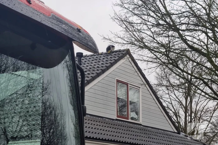 Baasje redt kat van het dak