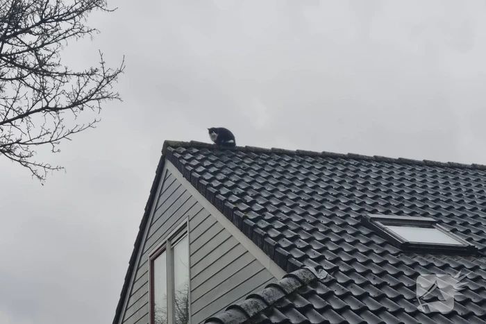 Baasje redt kat van het dak
