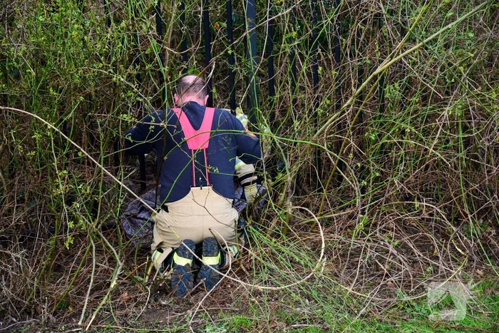 Brandweer redt ree uit hek