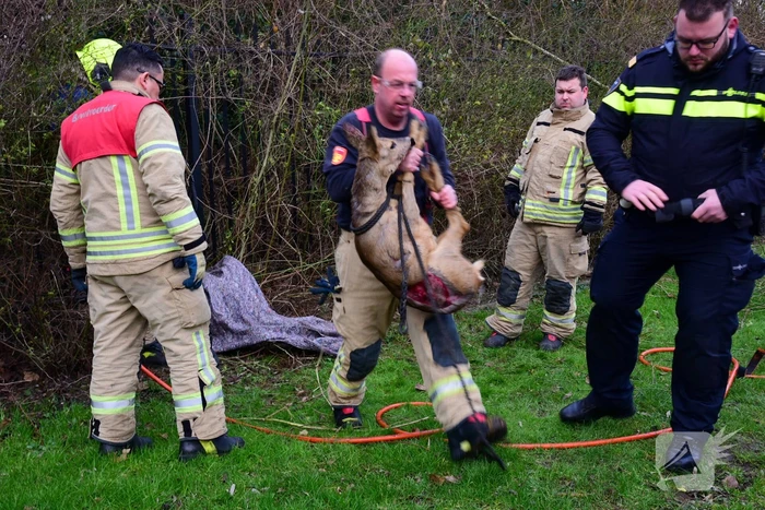 Brandweer redt ree uit hek