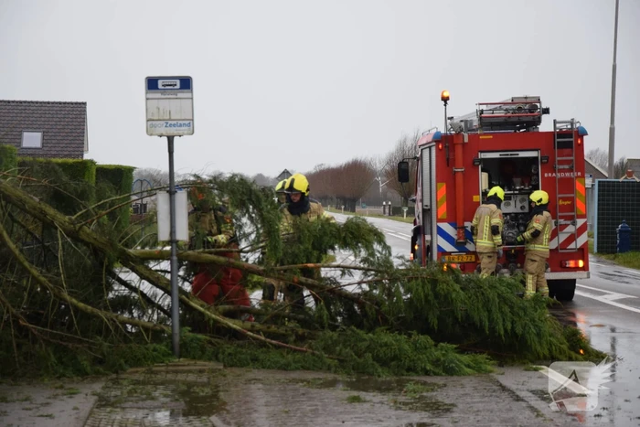 Boom valt op bushokje en fietspad