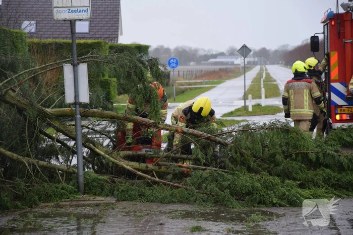 Boom valt op bushokje en fietspad
