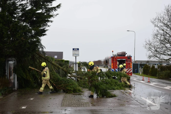 Boom valt op bushokje en fietspad